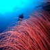 seawhip_sr_v_0705_png0210.jpg